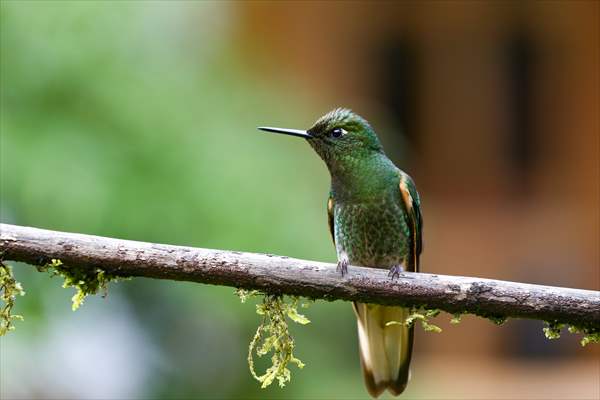 Hummingbirds and other birds around Manizales, Colombia