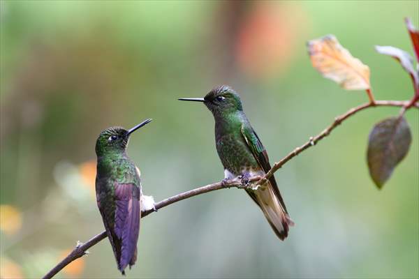 Hummingbirds and other birds around Manizales, Colombia