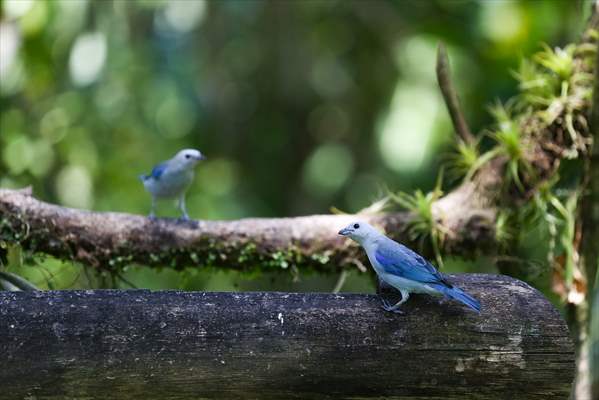 Hummingbirds and other birds around Manizales, Colombia