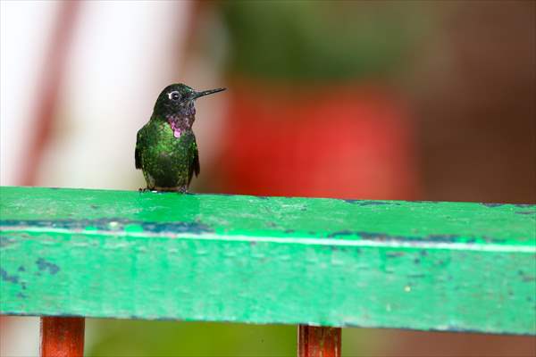 Hummingbirds and other birds around Manizales, Colombia