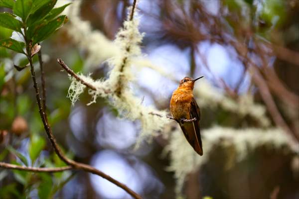 Hummingbirds and other birds around Manizales, Colombia