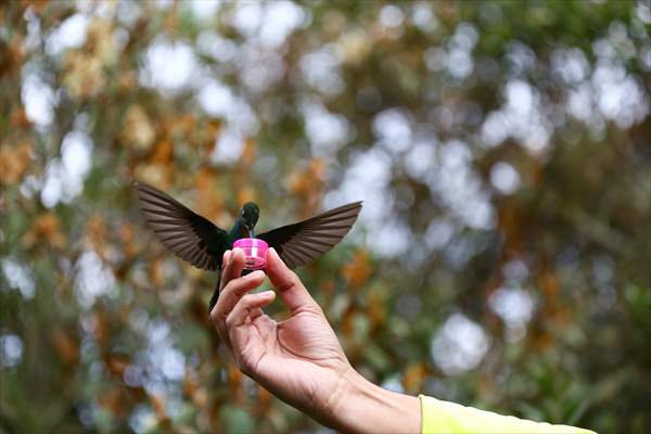 Hummingbirds and other birds around Manizales, Colombia