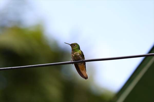 Hummingbirds and other birds around Manizales, Colombia