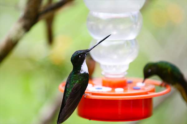 Hummingbirds and other birds around Manizales, Colombia