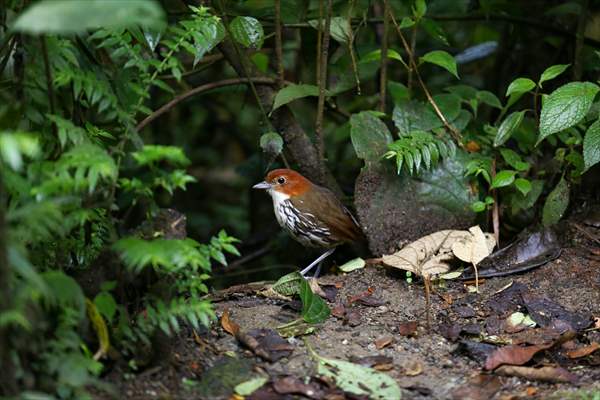 Hummingbirds and other birds around Manizales, Colombia