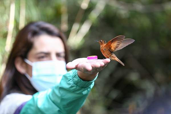 Hummingbirds and other birds around Manizales, Colombia