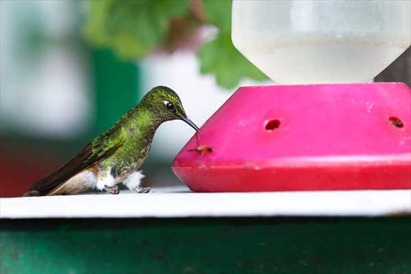 Hummingbirds and other birds around Manizales, Colombia