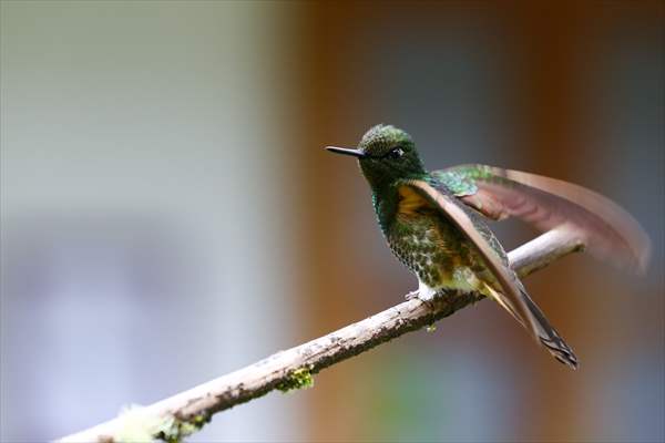 Hummingbirds and other birds around Manizales, Colombia