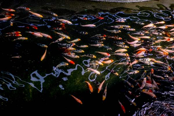 Goldfish farm in Antalya