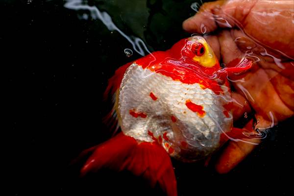 Goldfish farm in Antalya