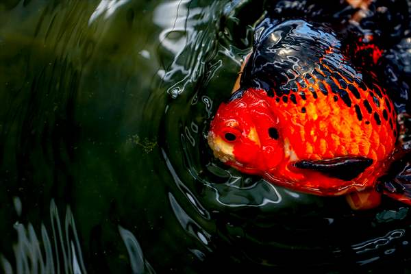 Goldfish farm in Antalya