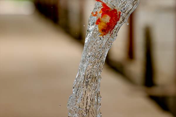 Goldfish farm in Antalya