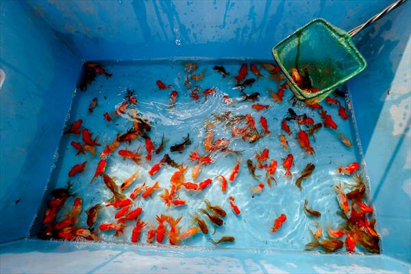 Goldfish farm in Antalya