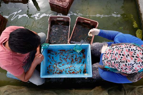 Goldfish farm in Antalya