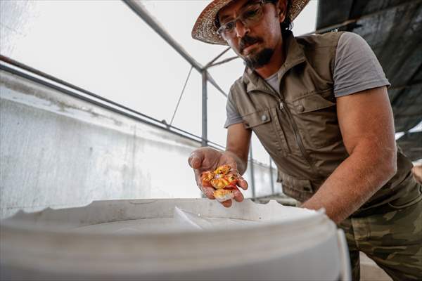 Goldfish farm in Antalya