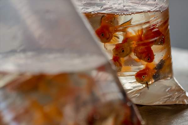 Goldfish farm in Antalya