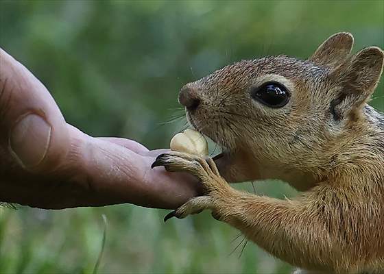 Squirrels in Istanbul's Emirgan Park