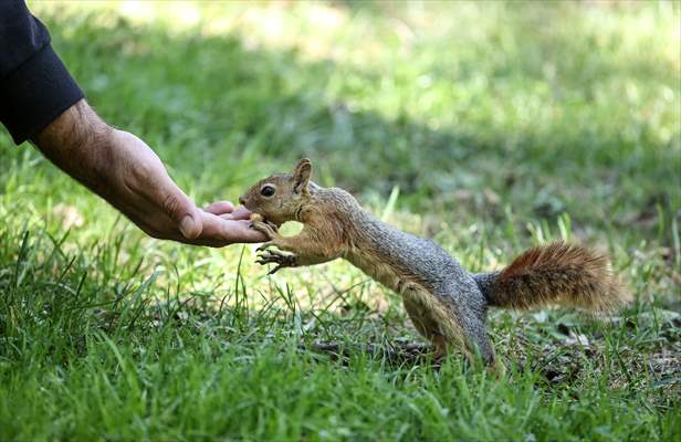 Squirrels in Istanbul's Emirgan Park