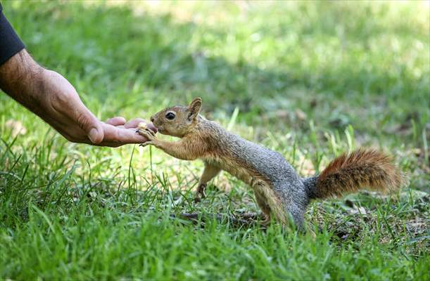 Squirrels in Istanbul's Emirgan Park