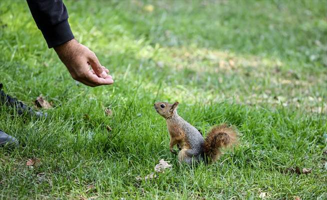 Squirrels in Istanbul's Emirgan Park