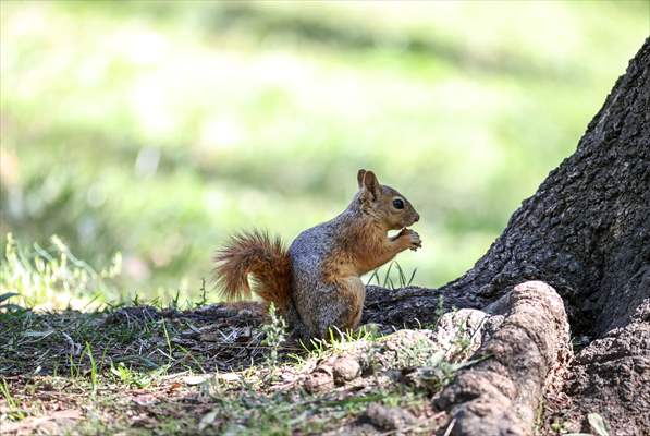 Squirrels in Istanbul's Emirgan Park