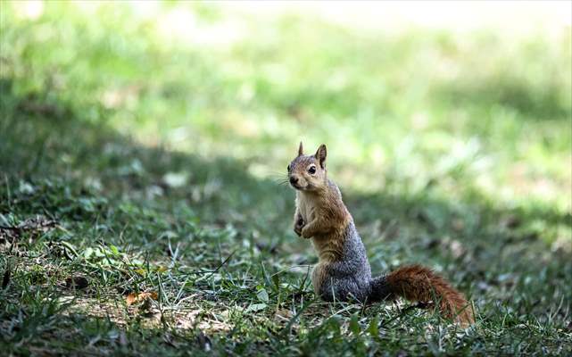 Squirrels in Istanbul's Emirgan Park