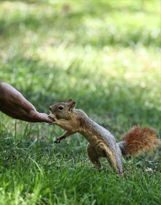 Squirrels in Istanbul's Emirgan Park