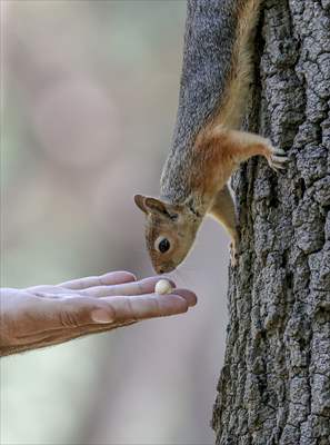 Squirrels in Istanbul's Emirgan Park