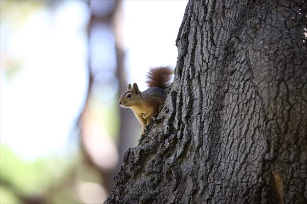 Squirrels in Istanbul's Emirgan Park