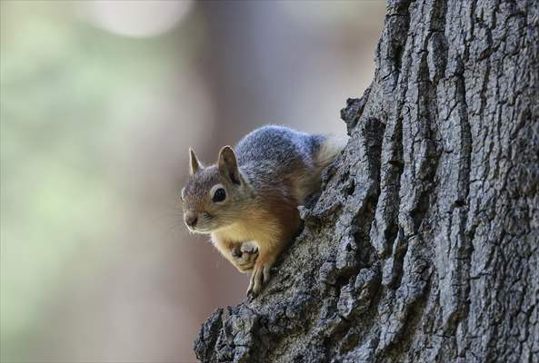 Squirrels in Istanbul's Emirgan Park