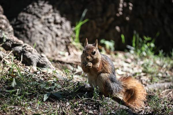 Squirrels in Istanbul's Emirgan Park