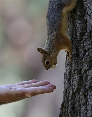 Squirrels in Istanbul's Emirgan Park