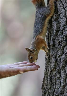 Squirrels in Istanbul's Emirgan Park