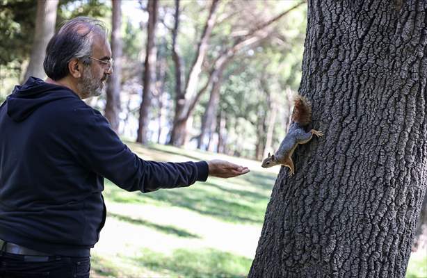 Squirrels in Istanbul's Emirgan Park