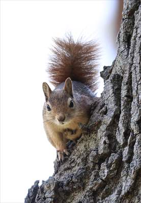 Squirrels in Istanbul's Emirgan Park