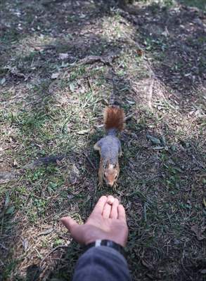 Squirrels in Istanbul's Emirgan Park