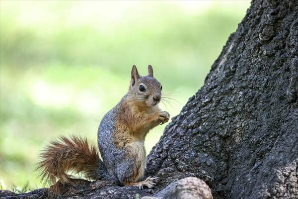 Squirrels in Istanbul's Emirgan Park