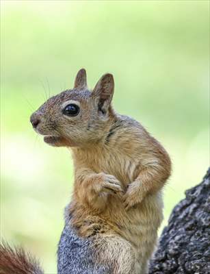 Squirrels in Istanbul's Emirgan Park