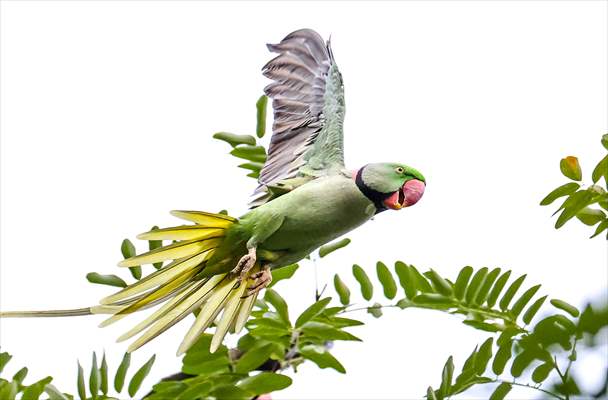 Green Parrots of Gulhane Park in Turkey's Istanbul
