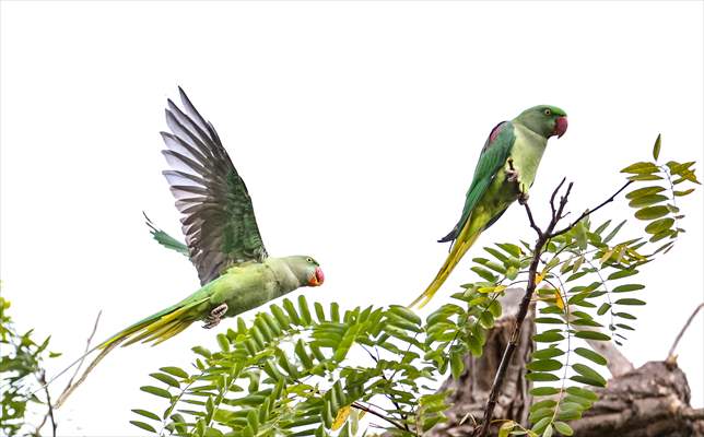 Green Parrots of Gulhane Park in Turkey's Istanbul