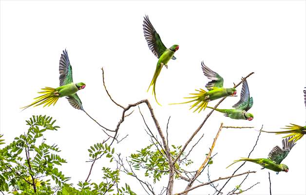 Green Parrots of Gulhane Park in Turkey's Istanbul