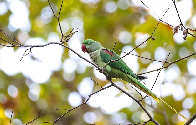 Green Parrots of Gulhane Park in Turkey's Istanbul