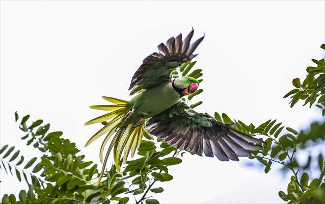 Green Parrots of Gulhane Park in Turkey's Istanbul