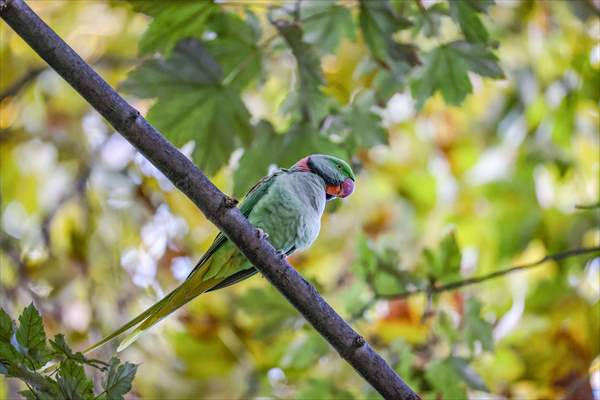 Green Parrots of Gulhane Park in Turkey's Istanbul