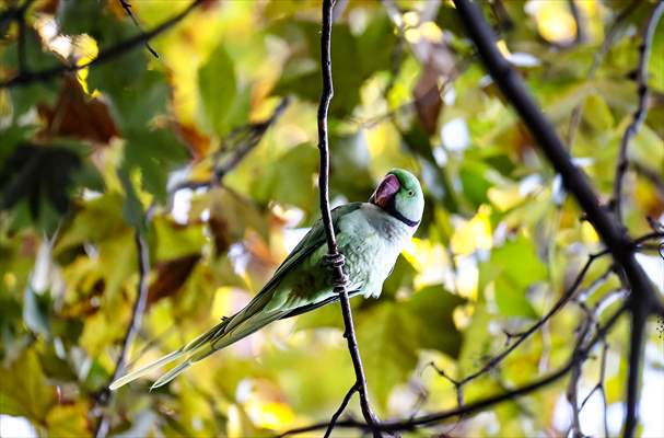 Green Parrots of Gulhane Park in Turkey's Istanbul