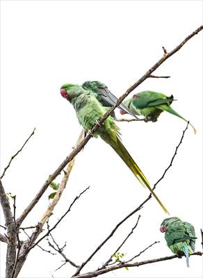 Green Parrots of Gulhane Park in Turkey's Istanbul