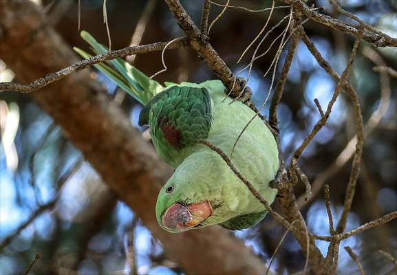 Green Parrots of Gulhane Park in Turkey's Istanbul