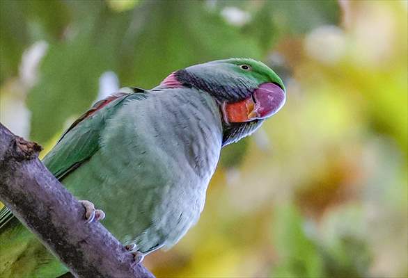 Green Parrots of Gulhane Park in Turkey's Istanbul