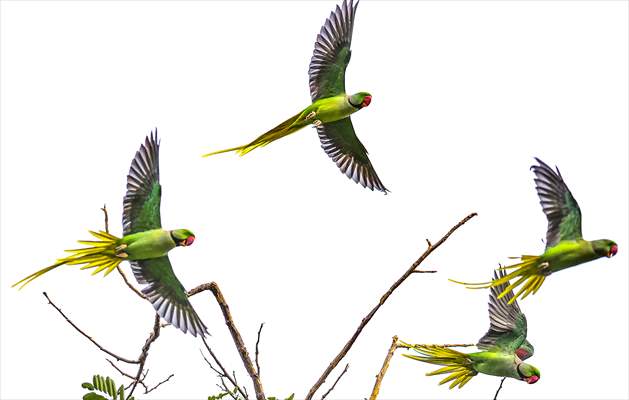 Green Parrots of Gulhane Park in Turkey's Istanbul