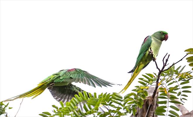 Green Parrots of Gulhane Park in Turkey's Istanbul